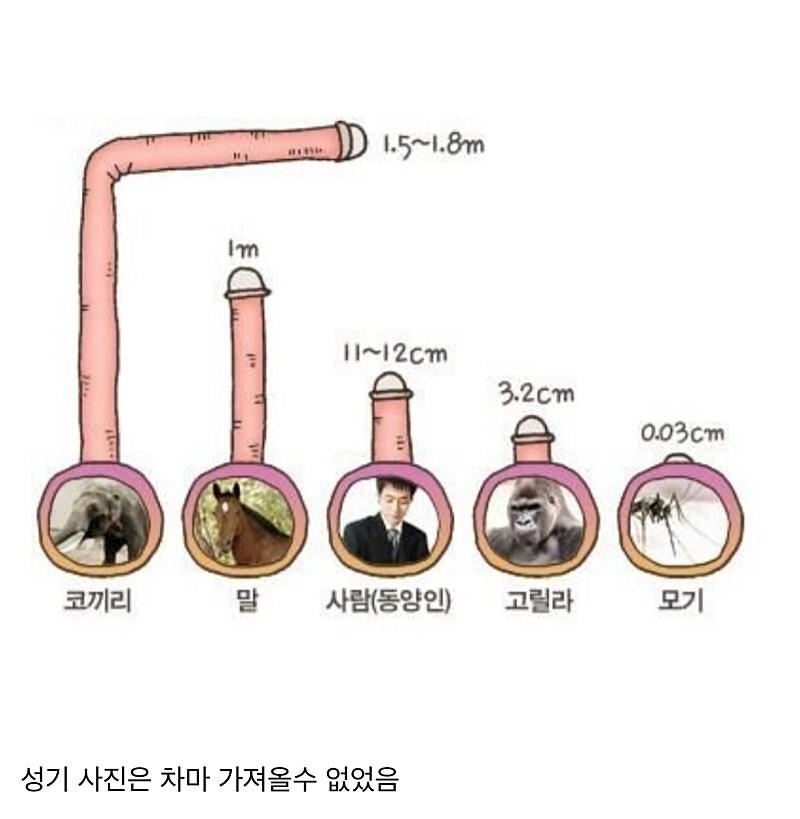 알아도 쓸데없은 지식)) 육지동물 ㄲㅊ 크기