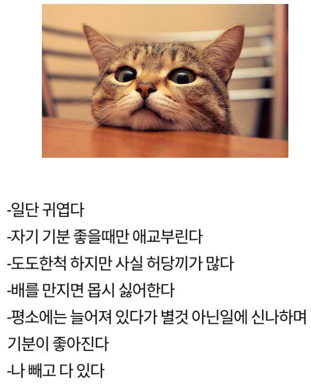 여친과 고양이 공통점