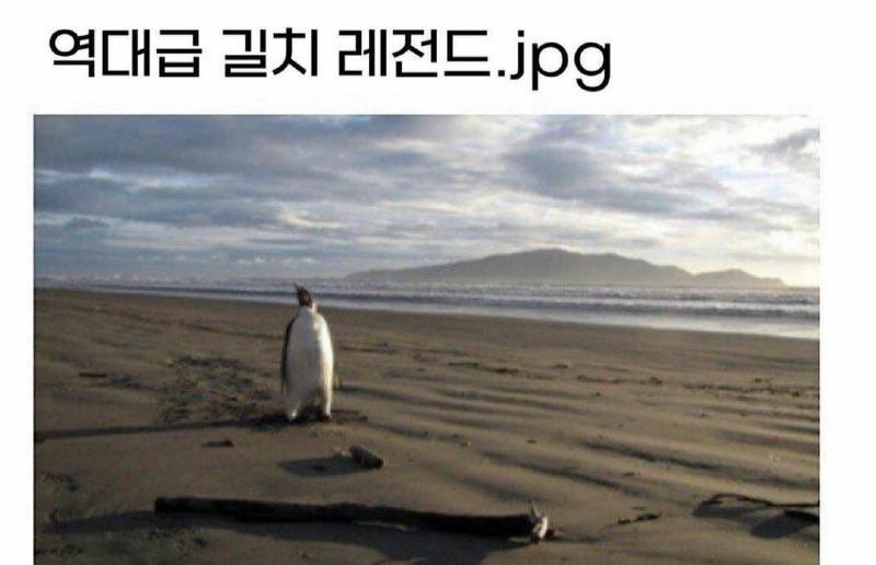 역대급 길치