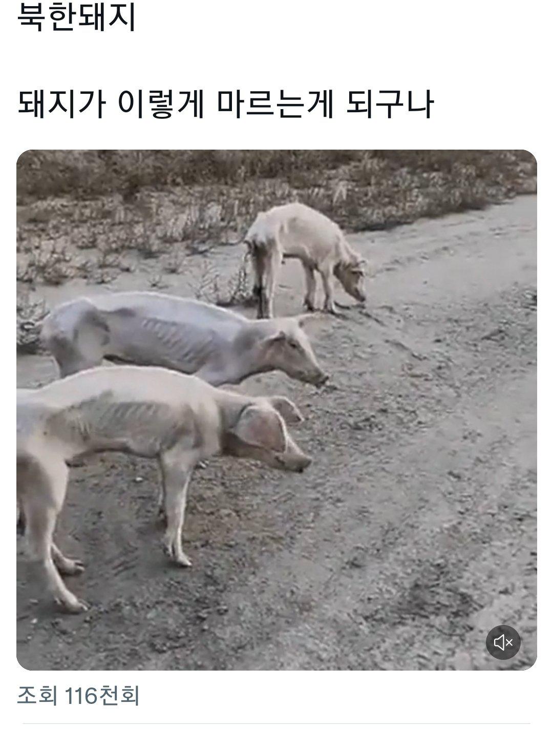 북한 돼지 근황