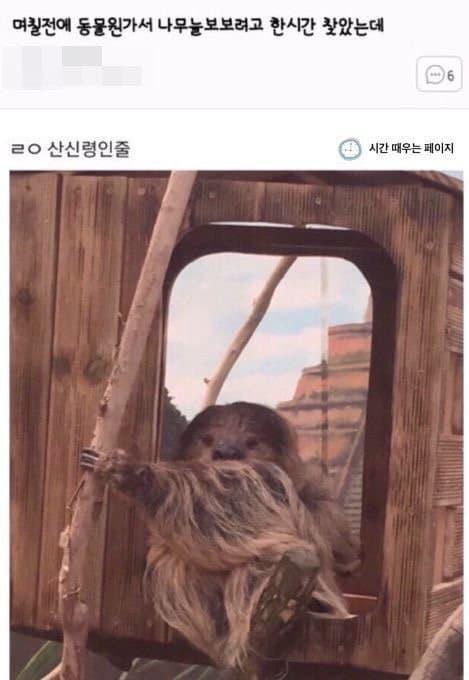 나무늘보