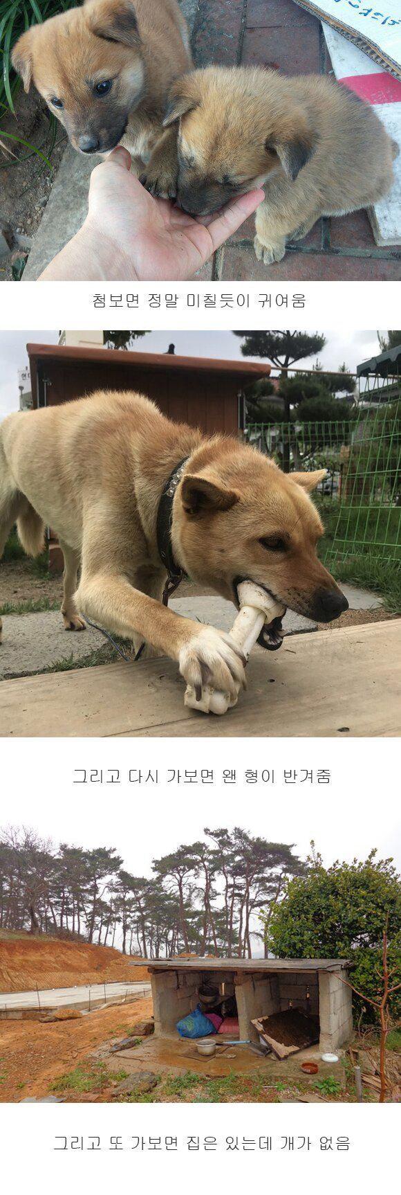 시골 똥개 특징.JPG