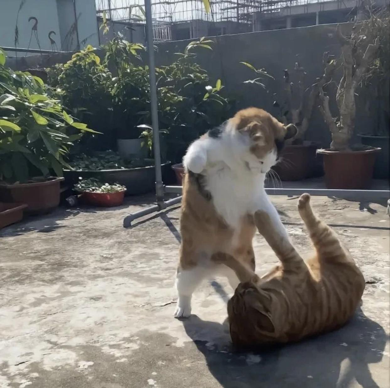 사람처럼 싸우는 고양이