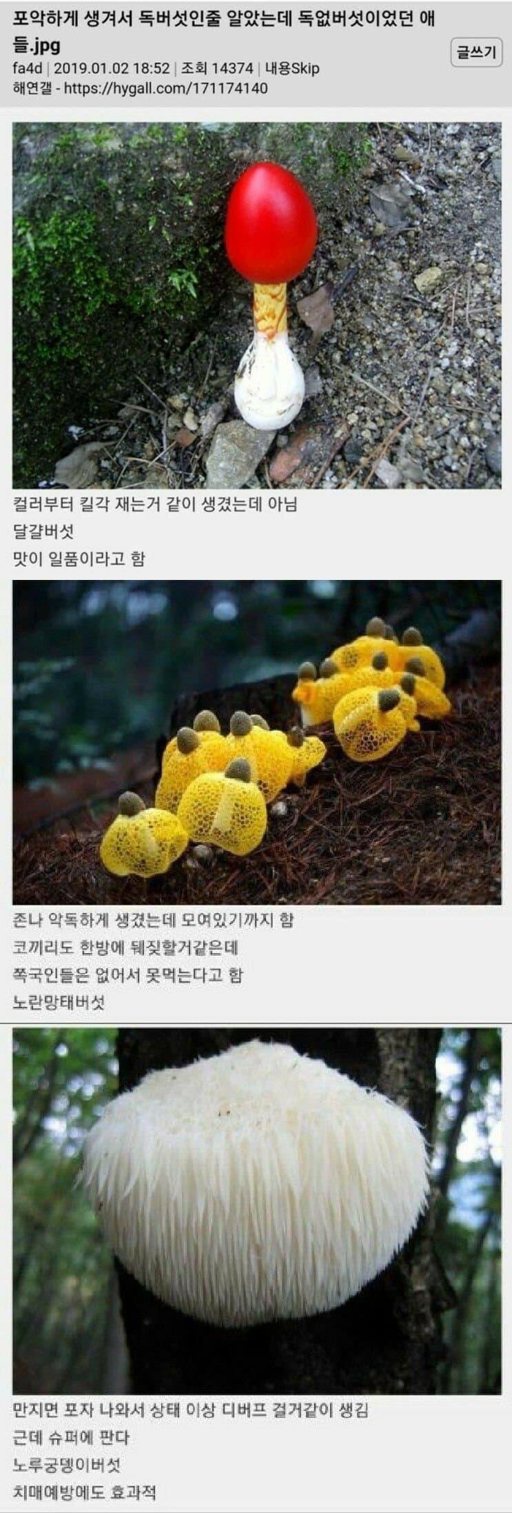 의외로 식용인 버섯