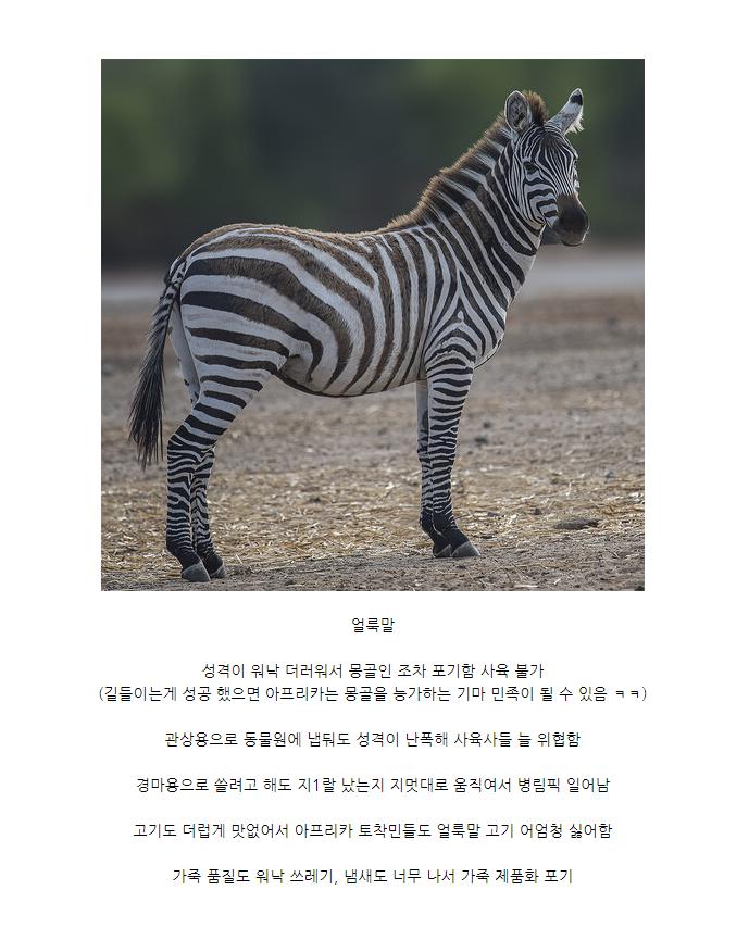 인류에게 쓸모가 없어서 멸종 피한 동물