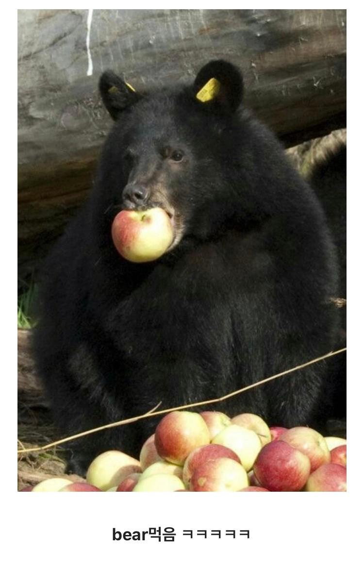 곰은 사과를 어떻게 먹을까??