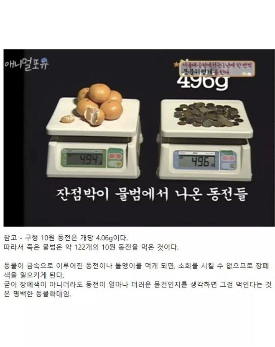 죽은 동물원 동물의 부검결과