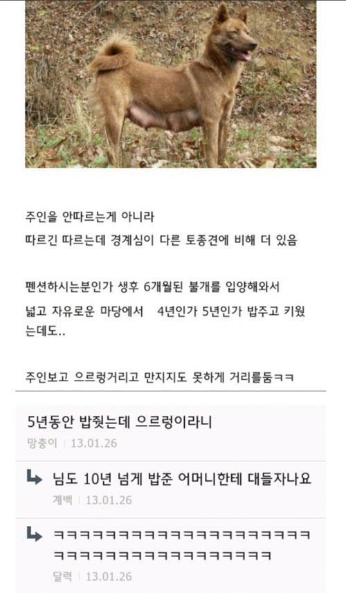 ,5년 키워도 주인 못 알아 보는 토종견 불개