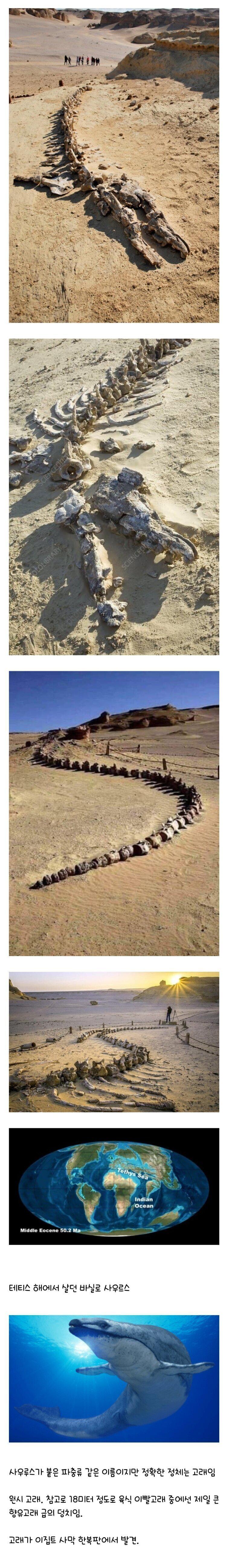 이집트에서 발견된 거대 화석