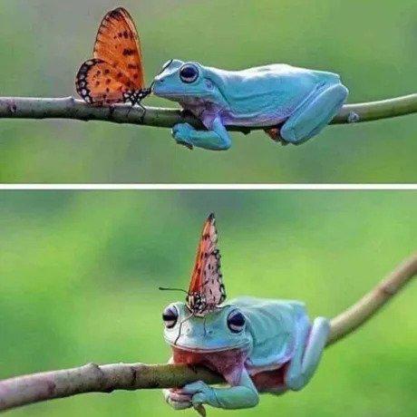 개구리 생일축하 해주는 나비.