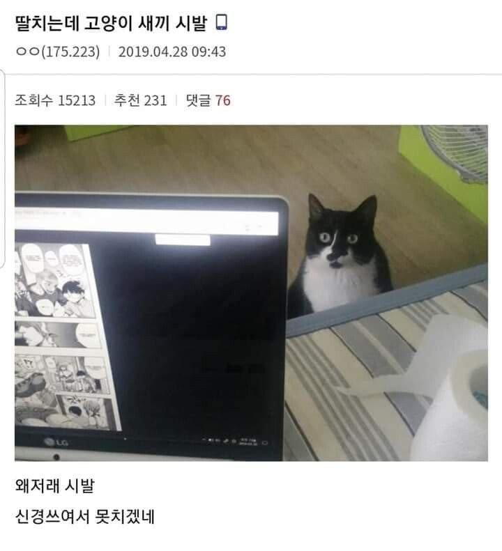 딸치는데 고양이색기 쳐다보네.jpg