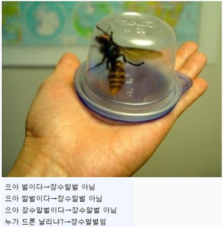 장수말벌 실제 크기 ㄷㄷㄷ