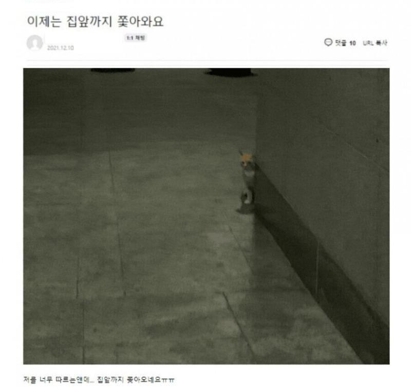 캣맘들이 가장 곤란할때..jpg