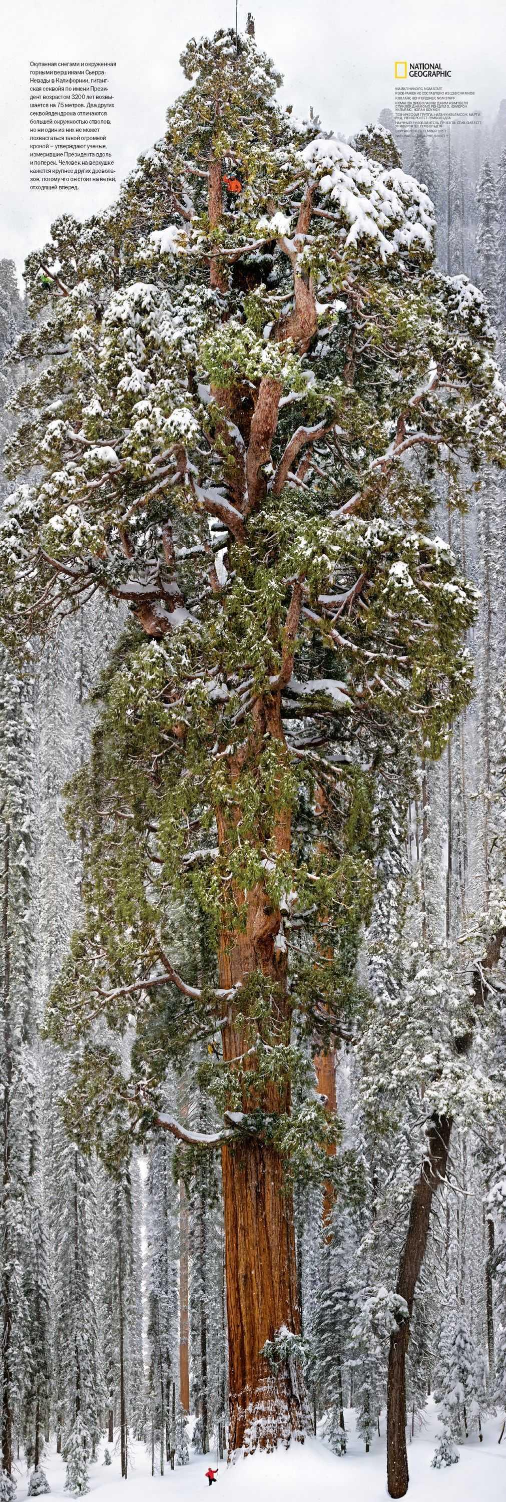 미국에 있는 3,200살 나무의 위엄