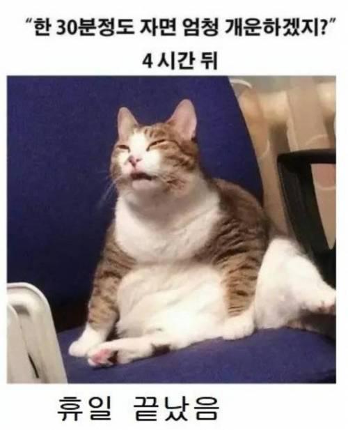 일요일 낮잠 특