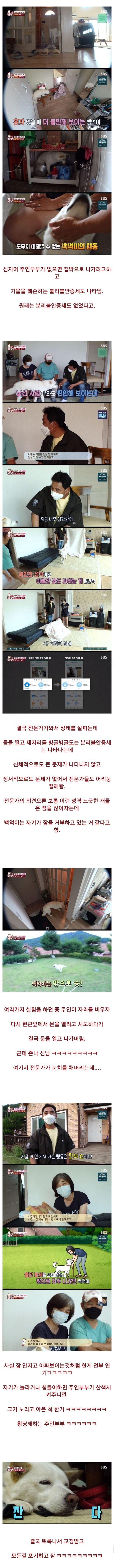 불면증 있던 개의 충격적 결말