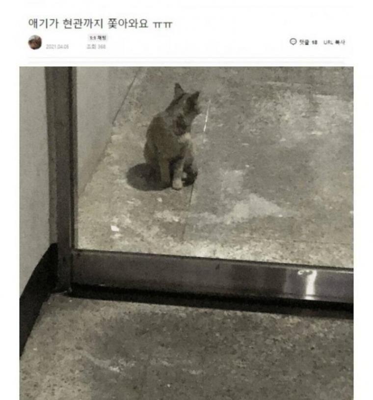 캣맘들이 가장 곤란할때..jpg