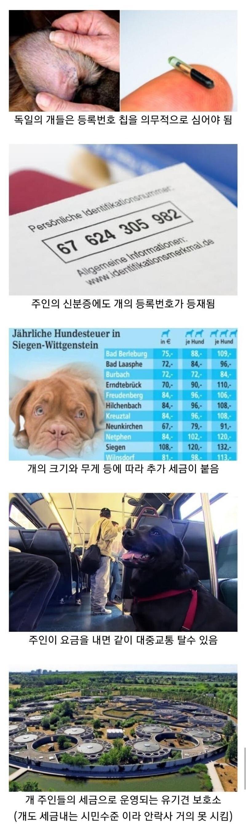 개한테도 세금걷는 나라