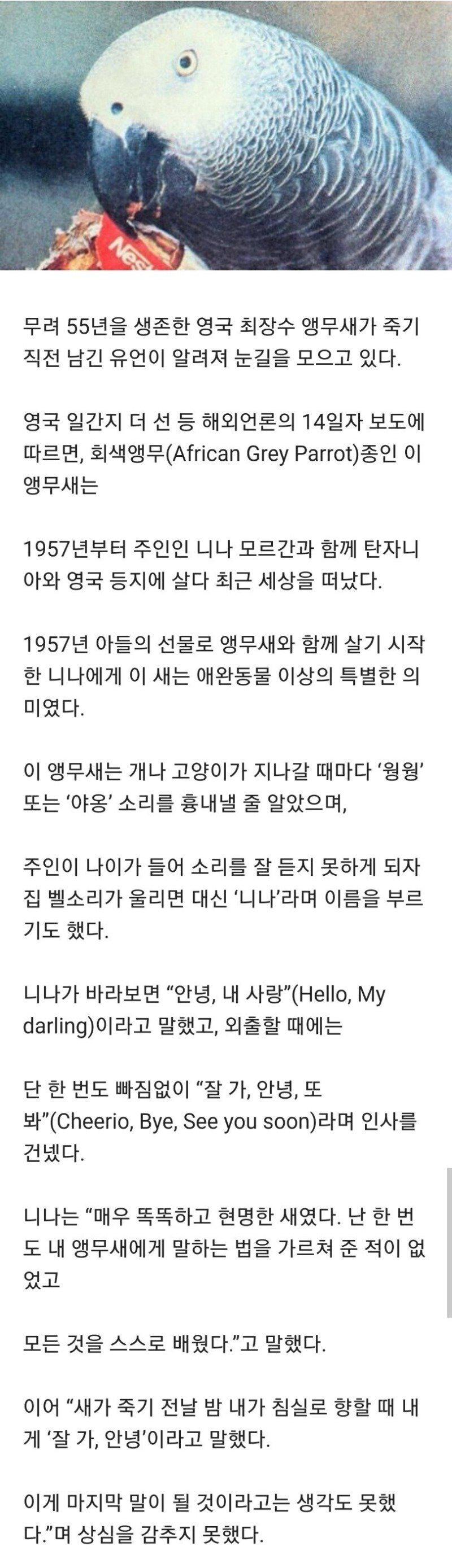 55년 긴 삶을 마감한 앵무새의 마지막 말.jpg