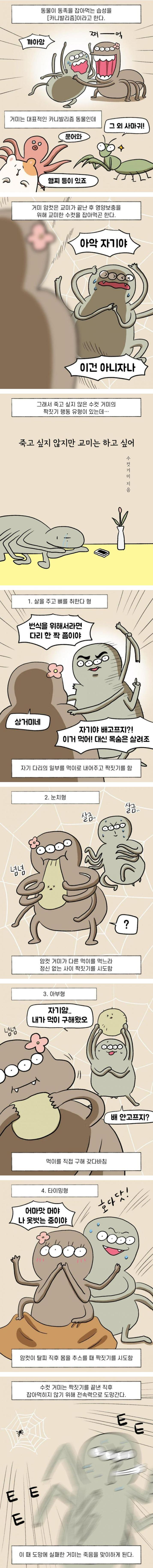 카니발리즘과 수컷의 생존