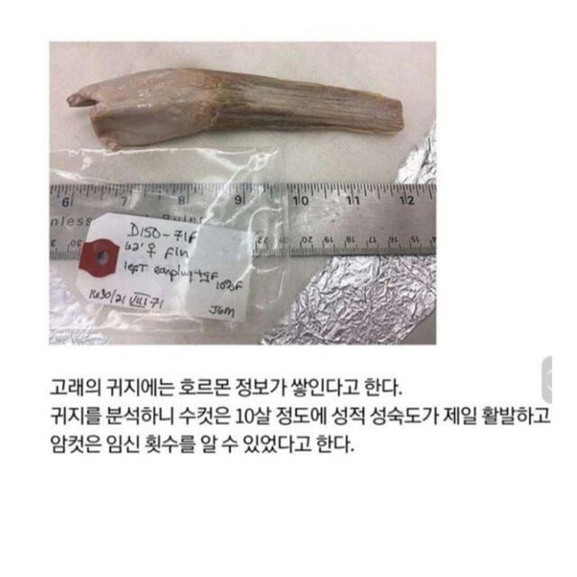 고래 귀지로 알 수 있는 것들.jpg