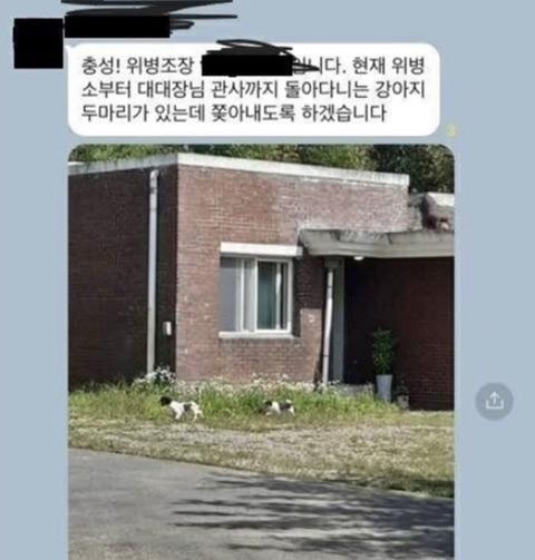 대대장 관사 앞 들개를 쫓아냄