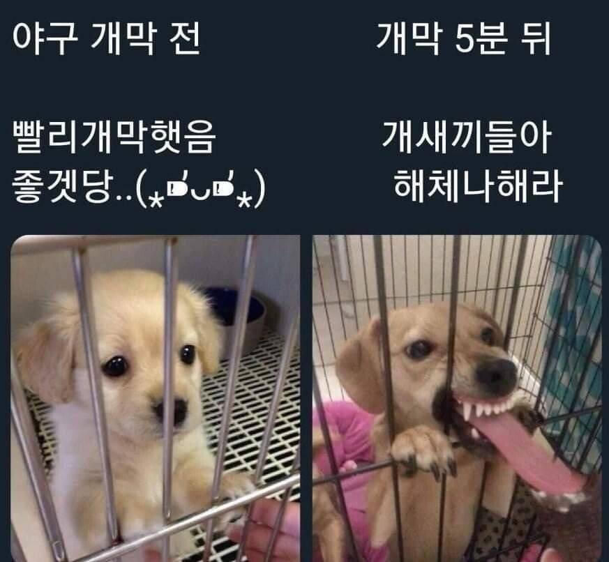 한국야구 팬 특징