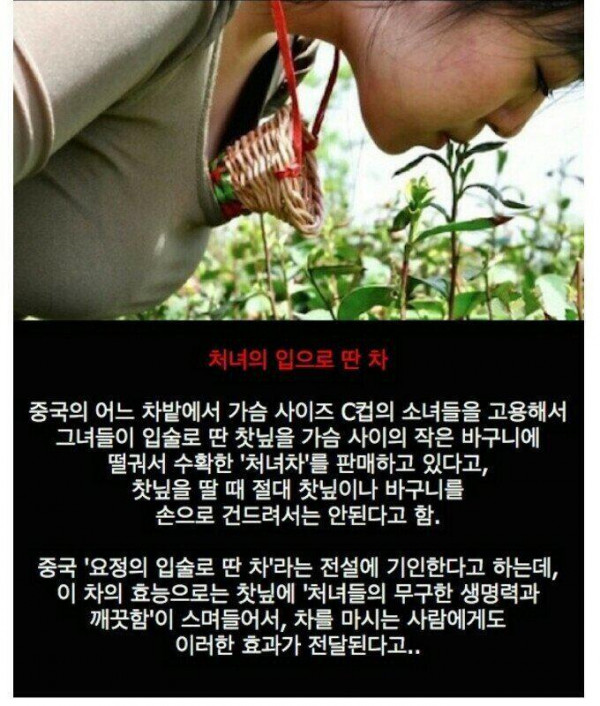 C컵 처녀의 입술로 딴 차