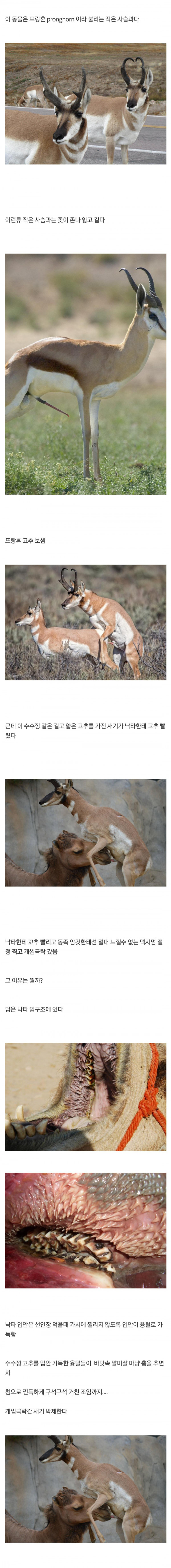 낙타한테 고추 빨려서 극락감.jpg